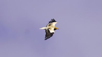 Middle East war imperils rare vultures' yearly odyssey to the Balkans