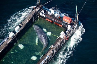 Humpback whale released after huge rescue effort discovered dead off the coast of Denmark