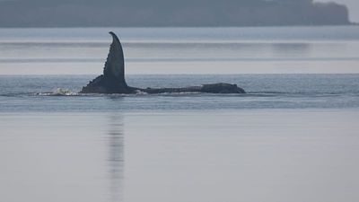 Whale Timmy is dead, GPS tracker confirms identity