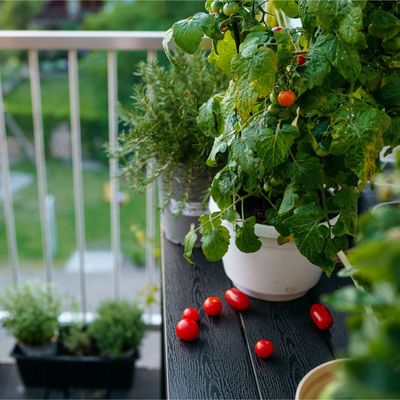 This tomato mistake could ruin your crop – and 5 more lessons pro gardeners have learned about growing tomatoes successfully