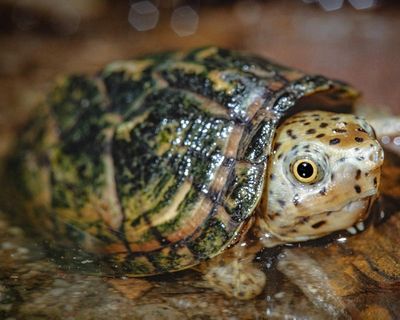 Shell-shocked: California man arrested for attempting to traffic wild turtles