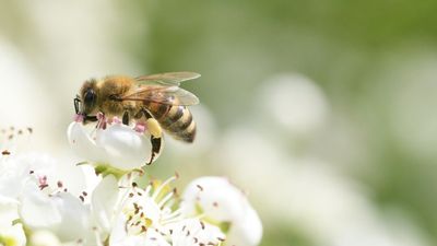 Bee Cups Are the Chic Garden Addition That Help Pollinators Stay Hydrated in Summer