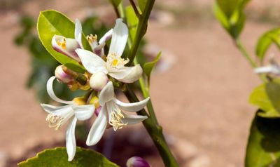 From green to gold: 5 steps to get lemons on a stubborn tree