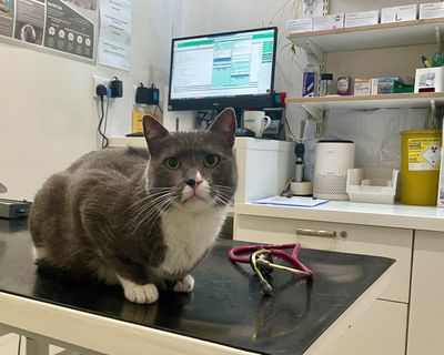 Killer counterfeits: the flea treatments that could send you rushing to the vet
