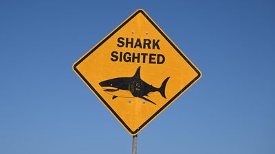 Tributes flow for father-of-two killed in shark attack