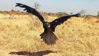 UP: Highly toxic pesticide behind vulture deaths in Dudhwa reserve buffer zone, says lab report
