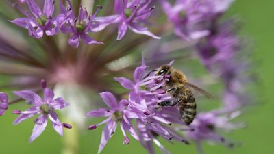 This Charming Mason Bee House Helps Pollinators to Thrive – and Will Boost Your Summer Harvests