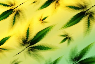 How US hemp ban could criminalize CBD products – and derail Medicare plan