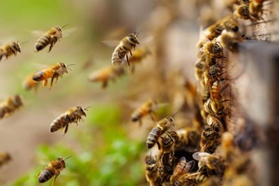 Experts sound alarm as North America’s bees start swarm season unusually early