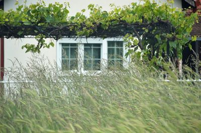 A Garden That Can Handle the Wind and Still Look Amazing
