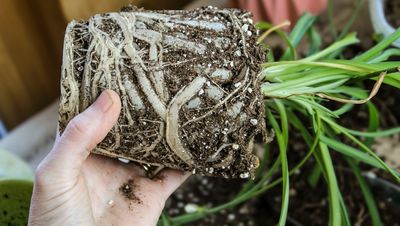 5 Natural Growth Boosters That Strengthen Roots