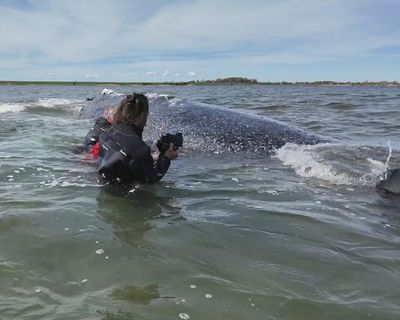 German minister defends ‘perfectly human’ decision to allow attempt to rescue whale Timmy