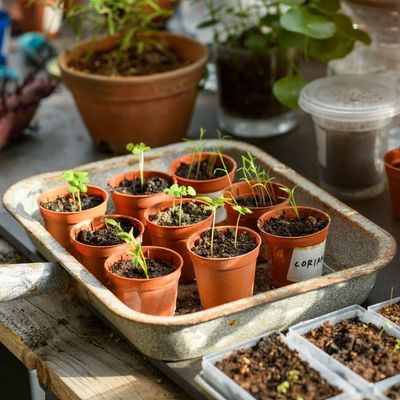 Where to buy seeds online – these 5 retailers have given me the best results in the garden