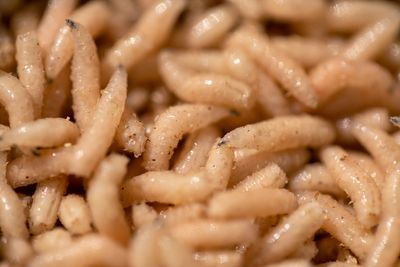 Maggots are still being used by doctors across the US. Here’s why