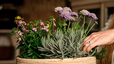 Petals & Roots: How to Create a Spring Patio Container that Bees and Butterflies Will Love – It's Perfect For Small Yards