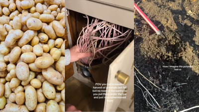 Michigan woman opens a cupboard with potatoes from fall. What she finds a few months later shocks the internet: ‘That’s their house now’
