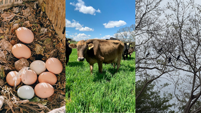 New York woman notices her cows acting strange. They were secretly protecting duck eggs