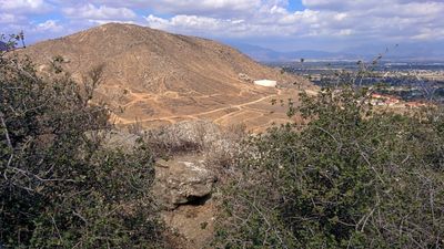 A 13,000-year-old California oak just dodged bulldozers but the fight over its survival is far from over