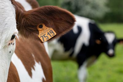 A cow was handed a waste carriers licence. Now MPs are calling for tighter checks