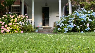 I tried the 'lazy' lawn method and my grass has never looked better