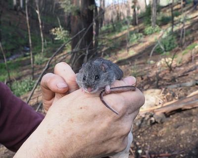 Australia’s ‘green Wall Street’ is failing to launch. Threatened species deserve better than the nature repair market