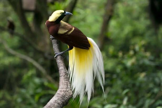7 Rare Birds That Look Painted by Nature