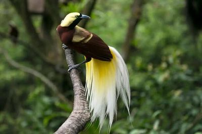 7 Rare Birds That Look Painted by Nature