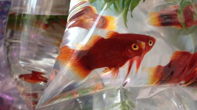 Why goldfish might be undermining your internet speed