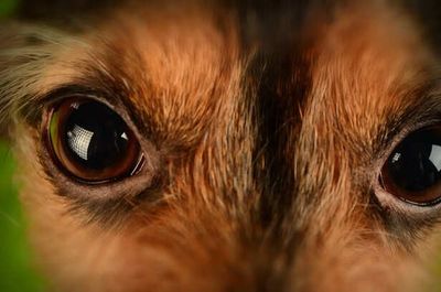 8 Animals That Can See Better Than Humans