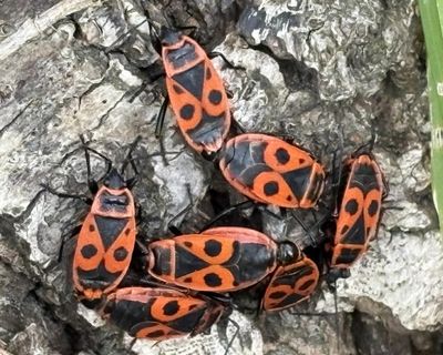 Country diary: A bug bacchanalia on an old lime tree