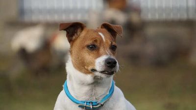 9 Painful Signs Your Dog May Be Saying Goodbye