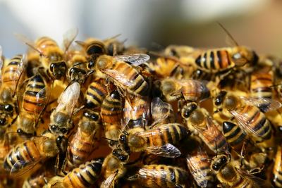 'Apocalyptic' Bee Swarm Hits White House Grounds After Similar 'Biblical' Incident in Israel — Coincidence or Warning Sign?