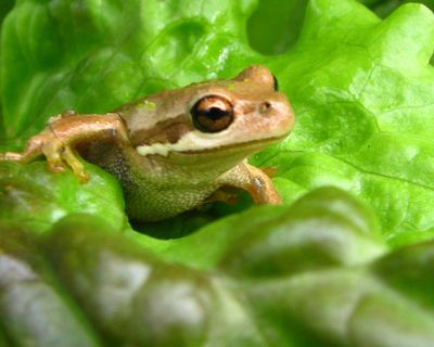 Romaine calm: live frog found in discount supermarket lettuce bag