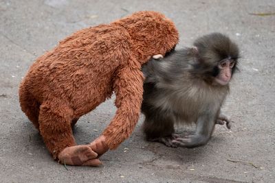 Americans arrested after man climbs into Punch the monkey’s enclosure at Japanese zoo