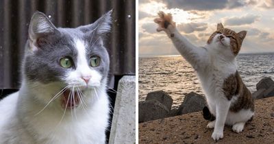 Japanese Street Cats Are Back With 50 New Photos Full Of Chaos And Charm