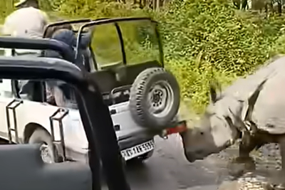 Rhinoceros tries to flip jeep in Indian safari park