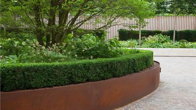This Elegant Shrub is Replacing Boxwood in Formal-Style Gardens – It's Resilient, Unfussy, and Architectural