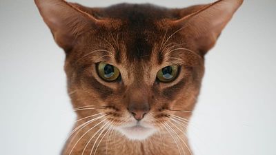 Cats in costumes and beauty contests draw crowds at expo