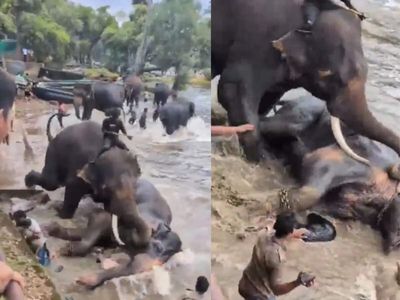 Karnataka: Woman tourist from Chennai crushed to death after getting trapped during fight between two elephants in Kodagu