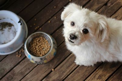 Coachella Blasted for Sending a Legal Warning to a Shelter Helping 2,500 Homeless Animals Over 'Pawchella' Event Name