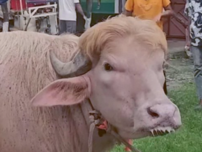 Bangladesh’s 'Donald Trump buffalo' is pulling huge crowds & internet can’t look away: All about this special 700-kg star
