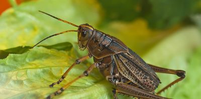 Cricket nuggets? Caterpillar cookies? Canadians would consider eating insects if they can’t see them