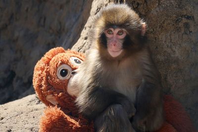 Men arrested over alleged stunt at Punch the monkey’s enclosure