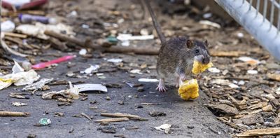 Hantavirus in Africa: why climate change, rats and weak surveillance are worrying scientists