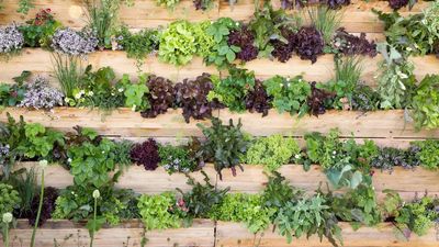 Amazon's $25 Wall-Mounted Planter Set Will Maximize the Space in My Small Yard – Instantly Making It Feel Bigger and Greener