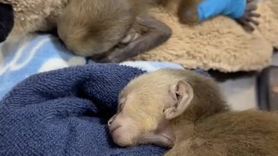 Couple suffocates howler monkey to death after bizarre ‘inhumane’ attempt to smuggle three monkeys out of the country