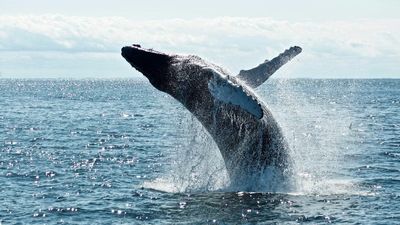 ‘Pure animal cruelty’: Timmy the whale confirmed dead after millionaires ignored the advice of experts and interfered