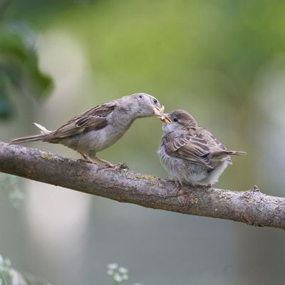 The RSPB says these two things will attract sparrows to your garden right now – and one is crucial for this year's chicks