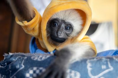 For sale: one cute baby gibbon – mother probably killed by poachers