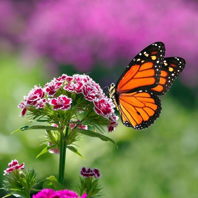 8 gorgeous plants that will have butterflies flocking to your garden – the small shrubs, statement trees and flowers they adore